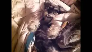 Dog Answers to All Questions by Raising his Arm - Best Vines