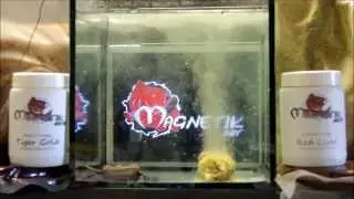 Stickmix carpe Diffoxy Magnetikbaits