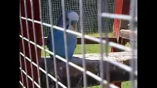 Budgie is Bored