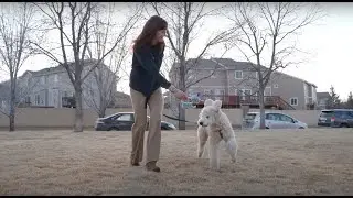 Key Milestones In Your Puppy&rsquo;s Development