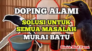 DOPING ALAMI MURAI BATU
