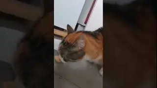Remix. The cat grunts with pleasure. Asmr#cat#sunny#breakfast#morning #pets#asmr