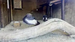 Unique Crowned Cranes Exploring Their Habitat in Captivity