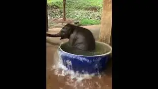 Cute baby elephant। #shorts #babyelephant #cutepets