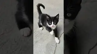 super cute kittens will brighten just about anyone's day