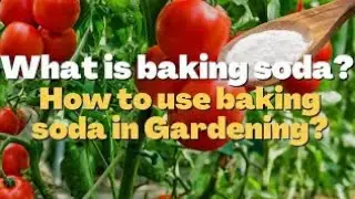 What is baking soda? How to use baking soda in Gardening?