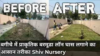 Easy way to plant natural Bermuda Lawn grass in the garden || Shiv Nursery !