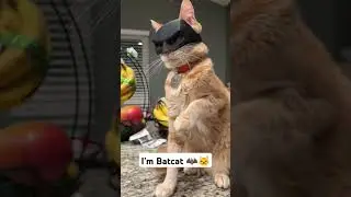 Batcat origins 🦇🐱 #cats #cat #catvideos #memes #batman