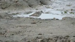 Grey Plover (Pluvialis squatarola cynosurae) in non-breeding plumage foraging, French Guiana