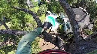Removing a 100-Foot Pine Tree