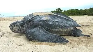 South Africa: Female Leatherback Turtle - iSimangaliso (St Lucia / Cape Vidal)