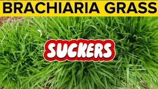 How To Divide and Transplant Brachiaria Grass SUCKERS / Mulato Grass SUCKERS Part 2.