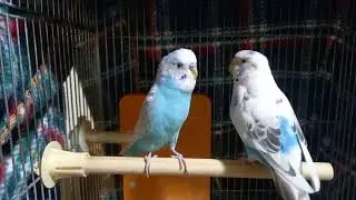 ひばりちゃんとサザエさん