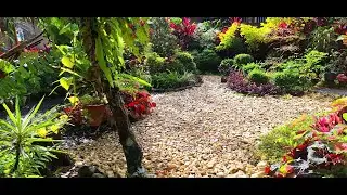 MY FEBRUARY GARDEN IT'S MORE COLORFUL  AND BEAUTIFUL