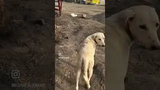 #dog #animalshorts #dogs #mother #lovedogs #naturelovers #streetdog #puppies #straydogs