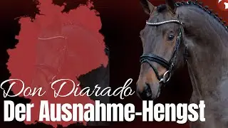 Don Diarado ✨ | Der Werdegang eines Ausnahme-Hengstes  | Maurice Tebbel