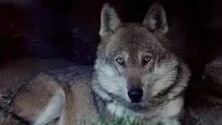 Parc Animalier d'Introd 2023 redazionale