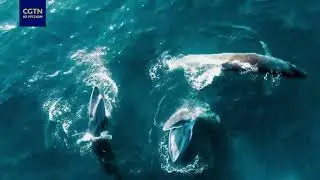Как Полосатики Брайда (Bryde's whale) &mdash; Balaenoptera brydei охотятся на косяк Сардинелл, Sardinella?