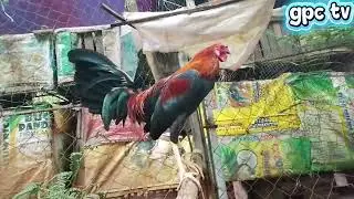 Backyard Goals: Mga Manok na Malulusog at Masigla!