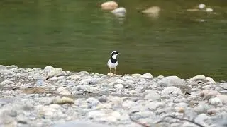 Pied Lapwing (Vanellus cayanus) - Reserva Comunal Amarakaeri (Peru) 1-10-2019