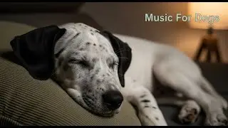 12 HOURS of Classical Music for Smart Dogs 🧐 Mozart & Beethoven 🎵 Brain Stimulation & Relaxation 🐶
