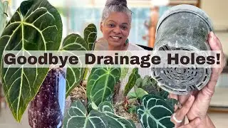 How to Repot Anthuriums Without Drainage | Plant Care Tips