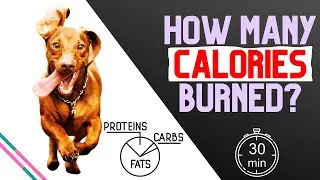 How Many Calories Does Your Dog Burn on a Walk?