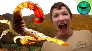Deadly Scorpion Valley! - Dinosaur WILD