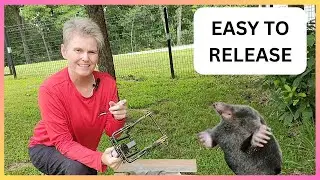 Two EASY Ways To Release A Mole From Scissor Traps!