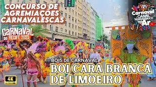 [CARNAVAL 2025] BOI CARA BRANCA DE LIMOEIRO CONCURSO DE AGREMIAÇÕES CARNAVALESCAS DO RECIFE 2025