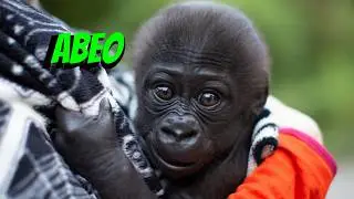 Baby Gorilla Update: Abeo Arrives at New Home!