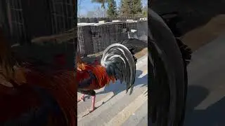Lacy Roundhead #corridos #musica #gallos #rooster #gamefowl
