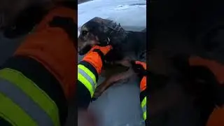 Breathless Dog Rescue from Icy Water | Dramatic Animal Save #shorts