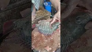 Popular giant Tilapia fish cutting skills In fish market live
