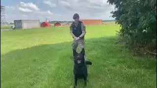 RAF Military Working Dog Trials 2021 - Bowie and Corporal Downing