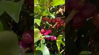 I ate privacy hedges (and wasn't caught)