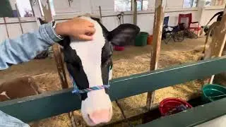 Marshfield fair Cows 2025