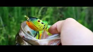 Pesca a spinning al Back Bass con la rana, Molix Supernato Frog