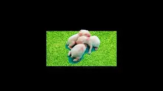 Watch me Growing / Day 3 / Dhumpu's Baby Bunny Growth / Rabbit Kitten Growth / Bunny's are sweet