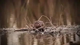 Adorable Beaver Rubs Its Belly — You Have to See This! 🦫😍