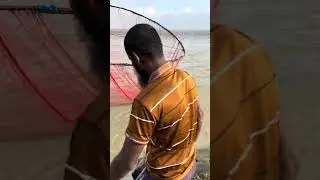 Fisherman catching fish with a net trap from the mighty Padma River! 🐟🔥