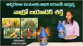 అధిక దిగుబడి ఇస్తున్న నాక్రో బయోటెక్ శక్తి || Nacro Biotech Shakthi || Organic Growth Promoter