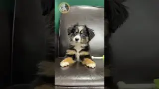 Learn about the Toy Australian Shepherd Puppy