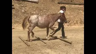 Bentley (6321) Devils Garden Mustang Colt Challenge -Carlie Chandler