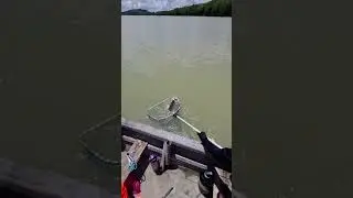 #fishing :( part 11 )siakap liyar, ekor kuning ,nam hang sungai johor