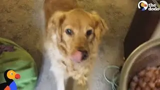 Man Tricks Picky Dog To Get Her To Eat Food | The Dodo