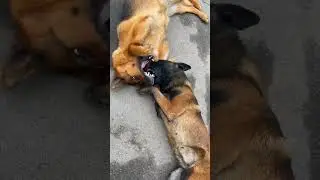 German Shepherd Nicole and Belgian Shepherd Linda play tag