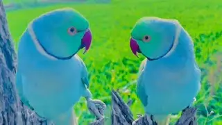 Blue Ringneck parrot Talking Natural voice Ringneck parrot Talking video Mithu Mithu voice 