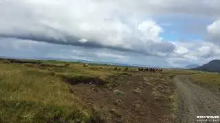 Iceland - Riding With the Herd