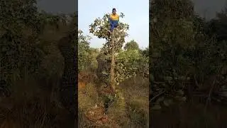 open tiger 🐅 attack catching  jungle  VFX funny 😱 my Village #shots #animals #wildlife #viral #tige😱